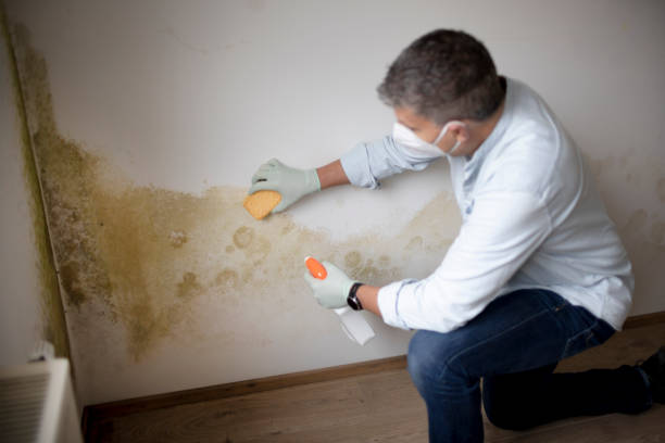 Best Mold Damage Restoration  in Dixon, KY