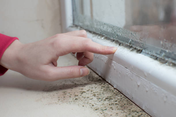 Trusted Dixon, KY Mold Removal Experts
